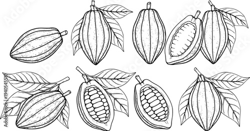 Hand Drawn Cocoa Pods and Leaves Collection Isolated White Background cacao bean