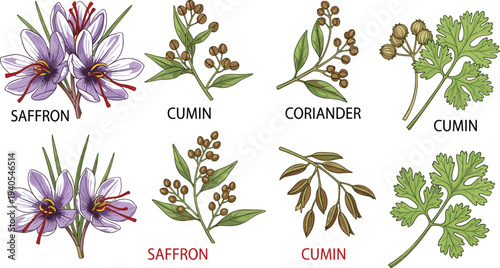 Hand Drawn Botanical Illustration of Spices and Herbs Including Saffron Flowers, Cumin Seeds, and Coriander Leaves Set on White Background