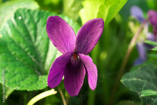Viola odorata Sweet Violet flower petals color close up naturalistic
