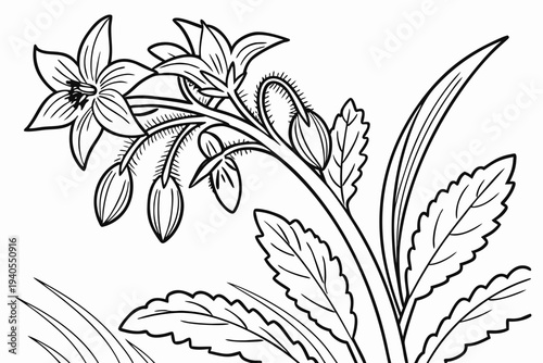 coloring page line art the borage flower black vector