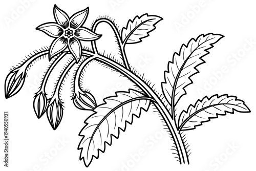 coloring page line art the borage flower black vector