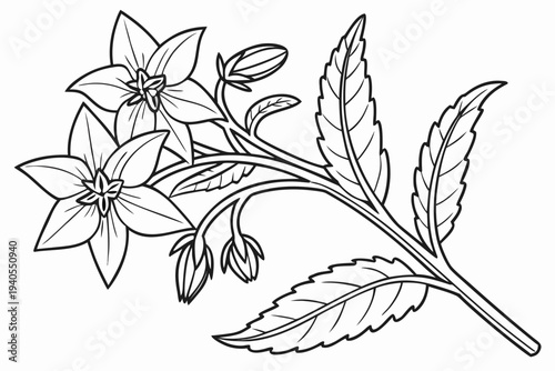 coloring page line art the borage flower black vector