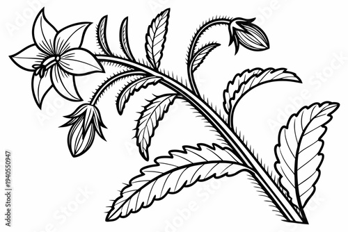 coloring page line art the borage flower black vector