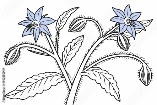 coloring page line art the borage flower black vector