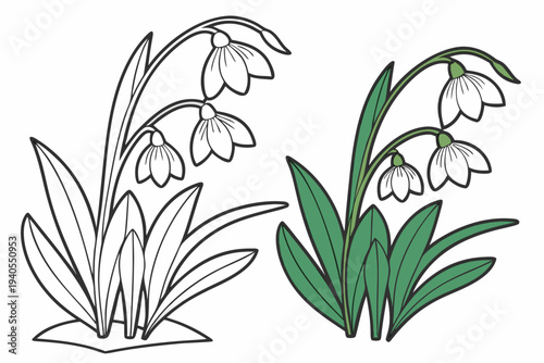 coloring page line art the borage flower black vector