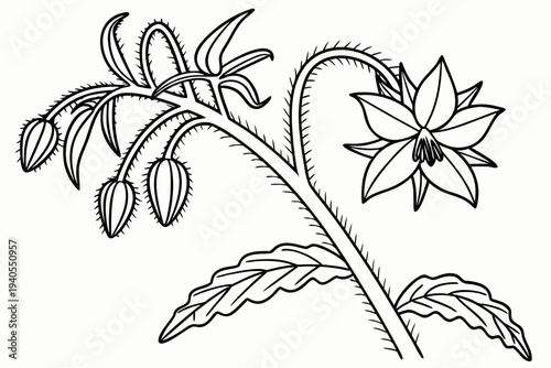 coloring page line art the borage flower black vector