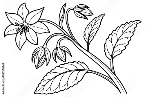 coloring page line art the borage flower black vector