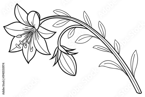 coloring page line art the borage flower black vector