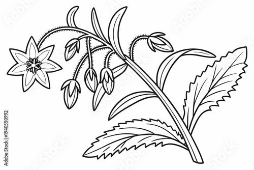 coloring page line art the borage flower black vector
