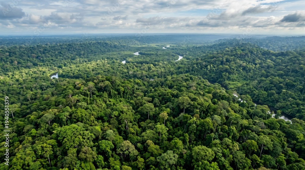 Obraz premium Vast Amazon Rainforest Canopy with Winding River Under Cloudy Sky.