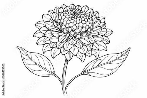 coloring page line art the scabiosa flower black vector