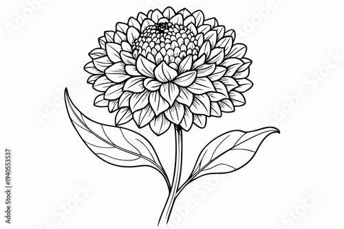 coloring page line art the scabiosa flower black vector