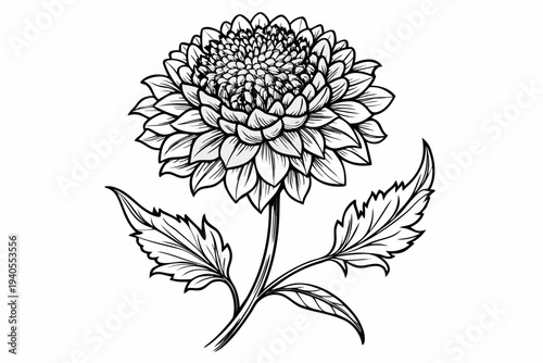 coloring page line art the scabiosa flower black vector