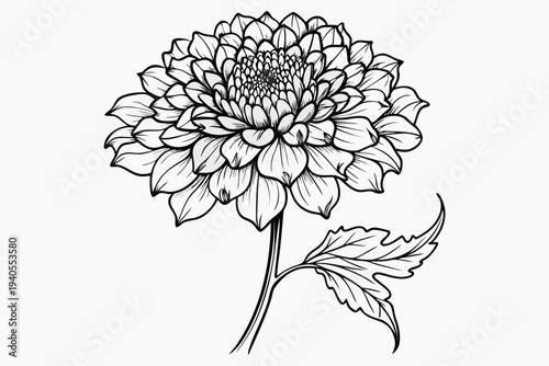 coloring page line art the scabiosa flower black vector