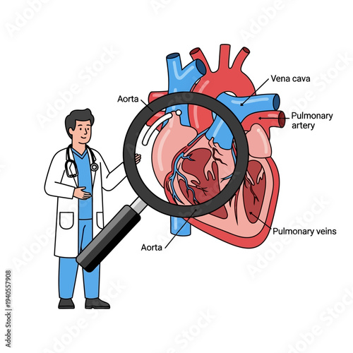 Doctor examining human heart anatomy with magnifying glass, medical illustration
