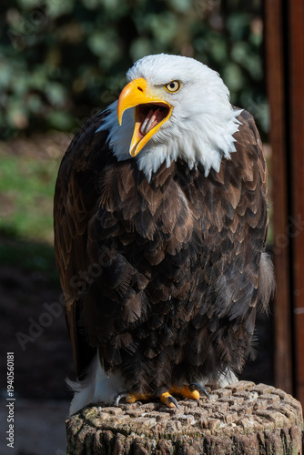 ​A powerful bald eagle stands on a wooden perch with its bright yellow beak wide open, appearing to screech or call out intensely.
