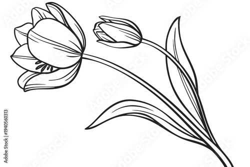 coloring page line art the tulip flower black vector
