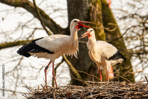 Two white storks stand together in their large nest, both with their beaks wide open in a loud clattering display.

