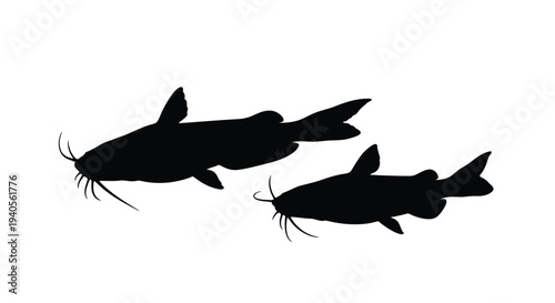Two catfish swimming viewed from above in striking silhouette