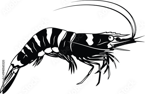 Detailed illustration of a black and white striped prawn or large shrimp