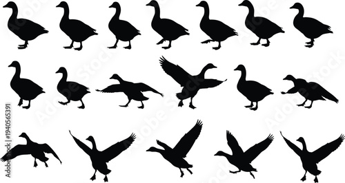 Black Goose Silhouette Collection Featuring Geese In Flight Standing And Walking Poses Set On Isolated White Background For Graphic Design