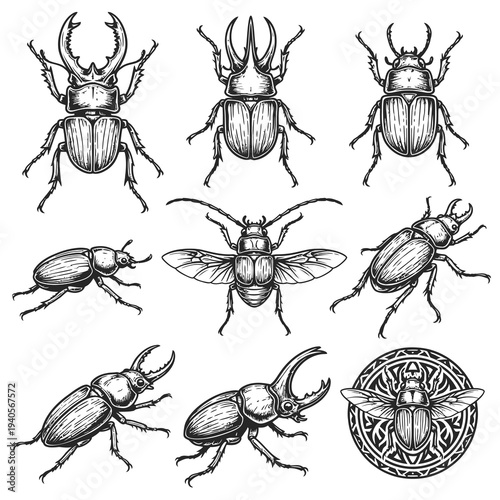 Collection of Beetle Insects in Vintage Engraving Hand Drawn Style