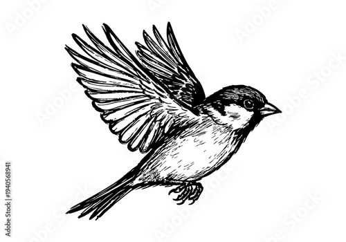 Sparrow Hand Drawn Illustration Vector by AZ for Books, Arts, Design and Decoration Graphic Asset
