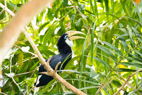 Rhinoceros hornbill perched on tree branch in tropical rainforest