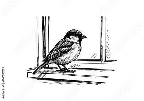 Sparrow Hand Drawn Illustration Vector by AZ for Books, Arts, Design and Decoration Graphic Asset