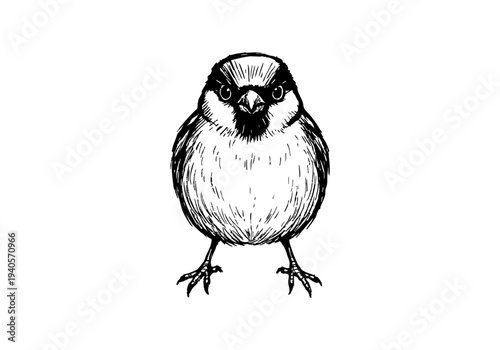 Sparrow Hand Drawn Illustration Vector by AZ for Books, Arts, Design and Decoration Graphic Asset