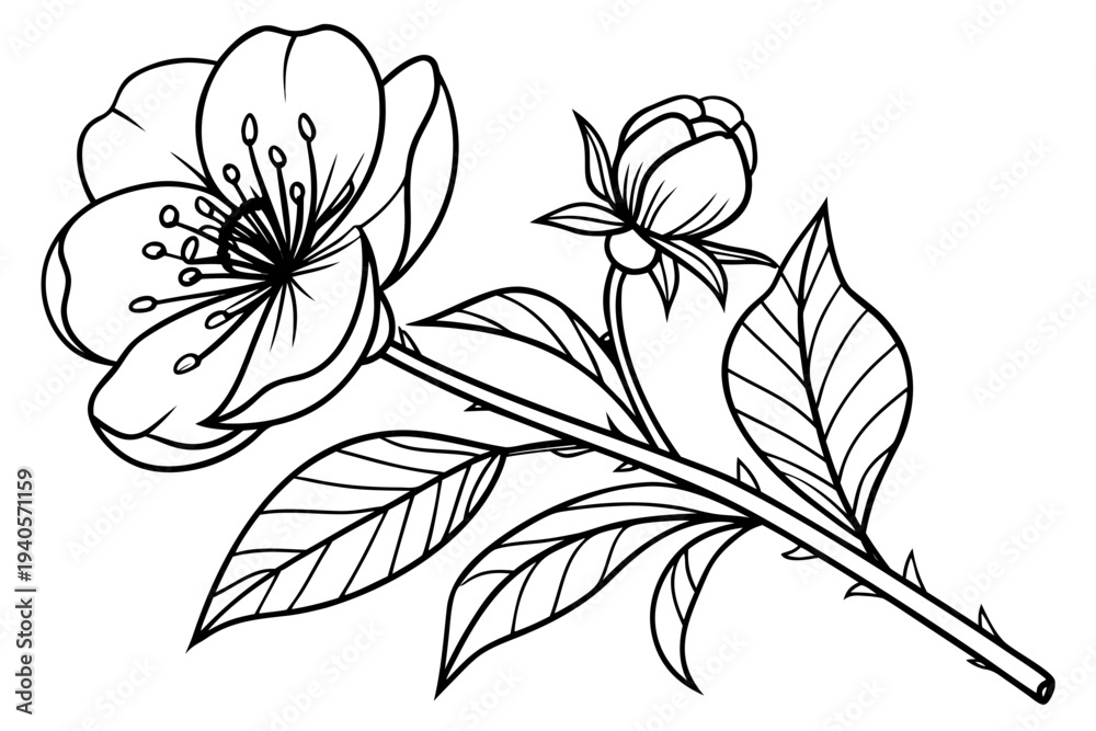 Obraz premium coloring page line art the peony flower black vector