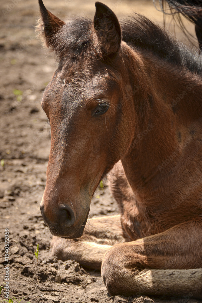 Fototapeta premium Close-Up Portrait of a Bay Foal with Expressive Eyes