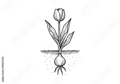 Tulip Flower Hand Drawn Illustration Vector by AZ for Books, Arts, Design and Decoration Graphic Asset
