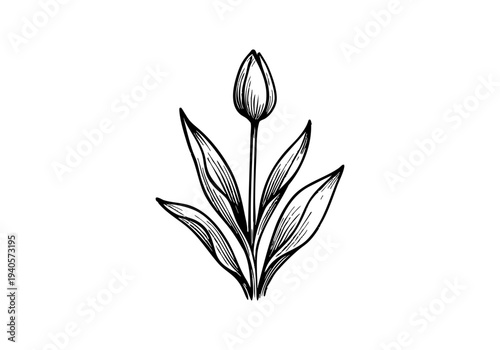 Tulip Flower Hand Drawn Illustration Vector by AZ for Books, Arts, Design and Decoration Graphic Asset
