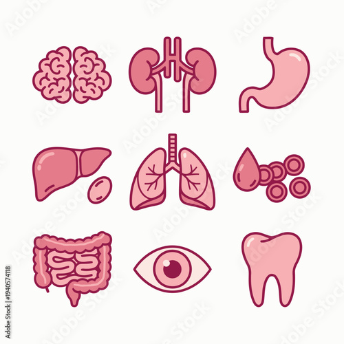 Illustration of human body organs including brain, kidneys, and intestines from a medical viewpoint