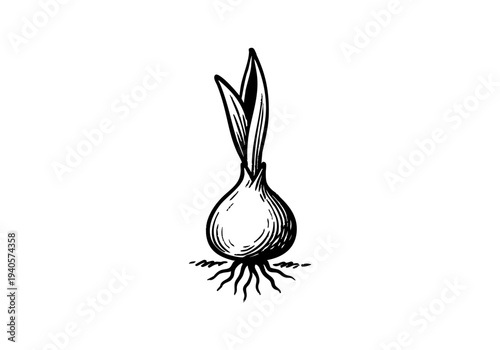 Tulip Flower Hand Drawn Illustration Vector by AZ for Books, Arts, Design and Decoration Graphic Asset
