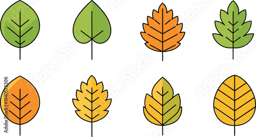 Vector illustration of stylized leaves in green, orange, and yellow colors showing seasonal change for botanical, autumn, and decorative artwork