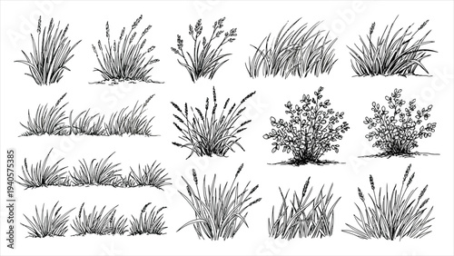 Hand-Drawn Ink Sketch Grass Clusters and Wild Meadow Vegetation Vector Set