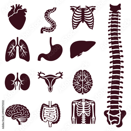 A collection of human internal organs and skeletal structures depicted as dark silhouettes on a white background, illustrating anatomy.