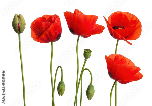 Collection of vibrant red poppy flowers in various bloom stages on transparent background