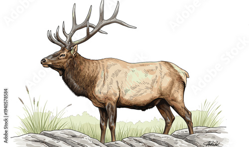 Majestic elk stag standing on rocky grassland, detailed wildlife vector illustration, North American deer, large antlers, hand drawn nature animal clipart isolated