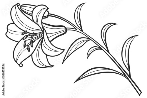 coloring page line art the lily flower black vector