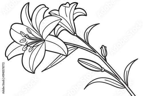 coloring page line art the lily flower black vector