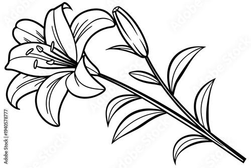 coloring page line art the lily flower black vector