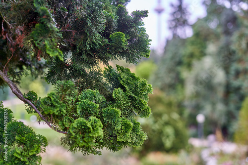 Close-up macro shot of vibrant green Hinoki cypress (Chamaecyparis obtusa) branches with dense, scale-like foliage in sharp focus. The ornamental conifer displays lush, textured greenery with intrica