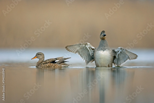 Obraz na plátně Gadwall (Mareca strepera) pair on a lake, male spreading wings.