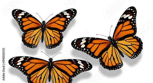 Three monarch butterflies on white background