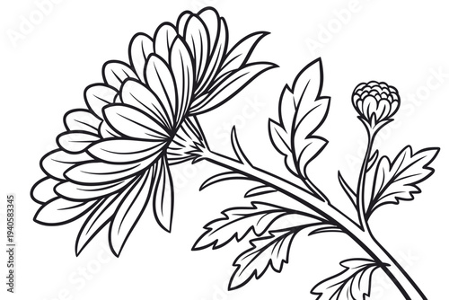 coloring-page line art the chrysanthemum flower black vector