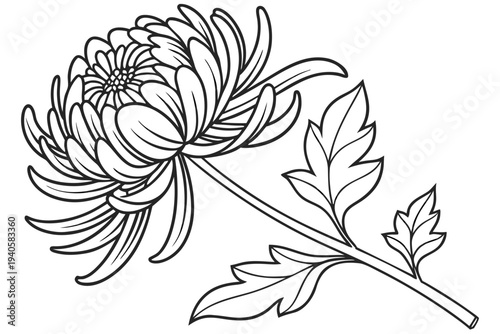 coloring-page line art the chrysanthemum flower black vector