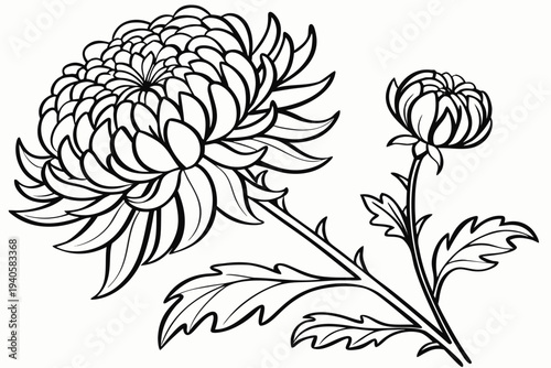 coloring-page line art the chrysanthemum flower black vector